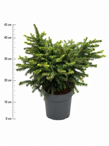 Picea a. 'Nidiformis'
