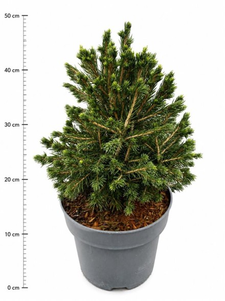 Picea a. 'Tompa'