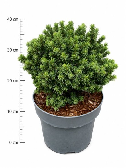 Picea gl. 'Alberta Globe'