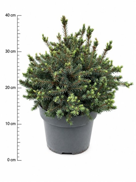 Picea gl. 'Echiniformis'
