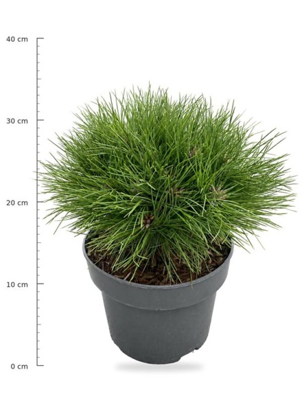 Pinus nigra 'Marie Bregeon'