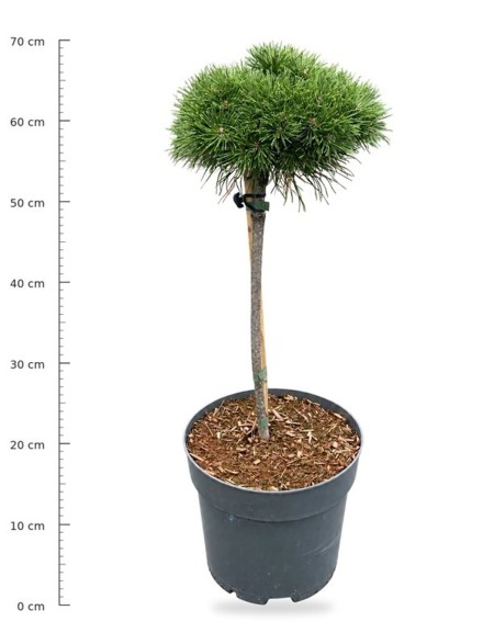 Pinus mugo 'Benjamin'