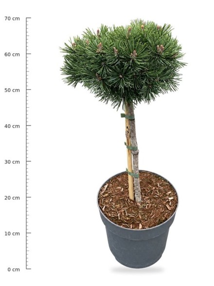 Pinus mugo 'Mops'