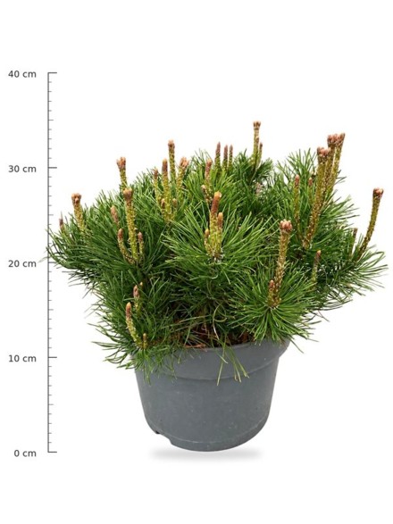 Pinus mugo mugo