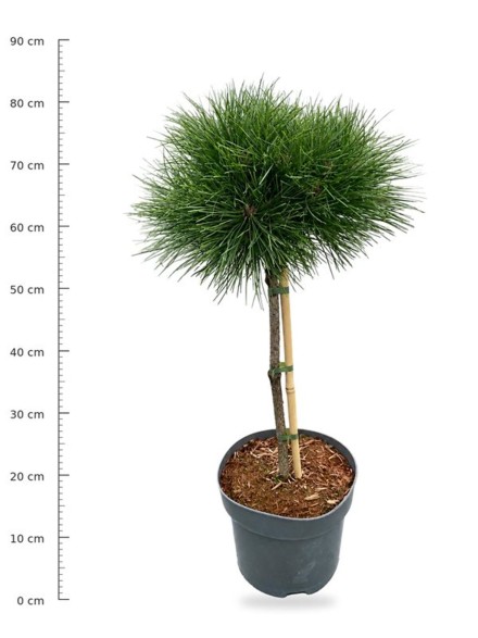 Pinus nigra 'Pierrick Bregeon'
