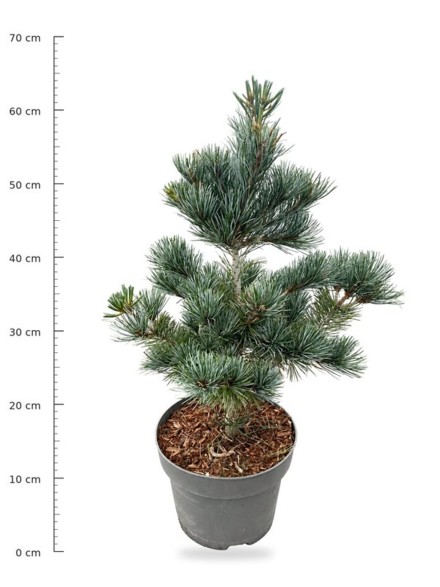 Pinus parv. 'Negishi'