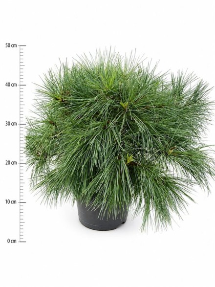 Pinus strobus 'Blue Shag'