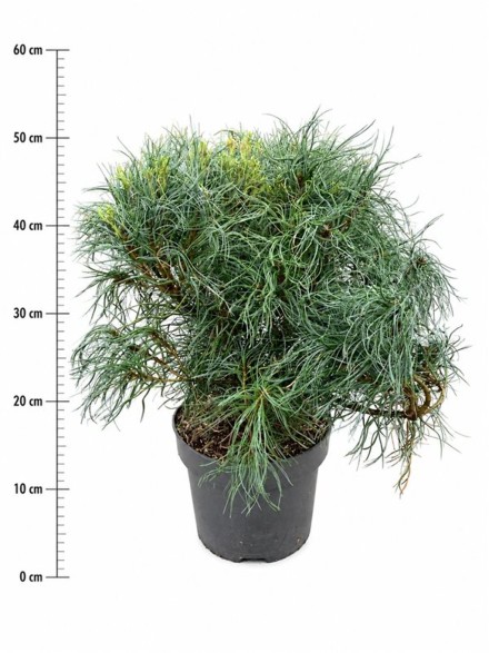 Pinus strobus 'Green Twist'