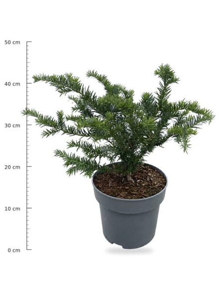 Taxus b. 'Repandens'