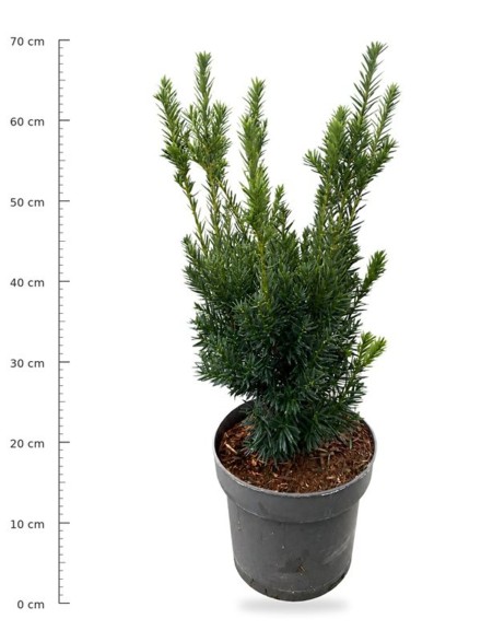Taxus cuspidata nana
