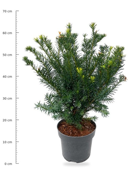 Taxus media 'Farmen'