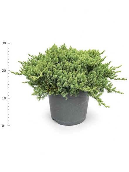 Juniperus procumbens 'Nana'