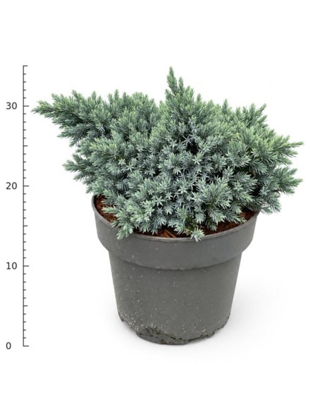 Juniperus squamata 'Blue Star'
