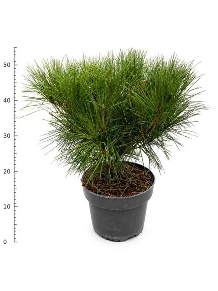 Pinus d. 'Alice Verkade'