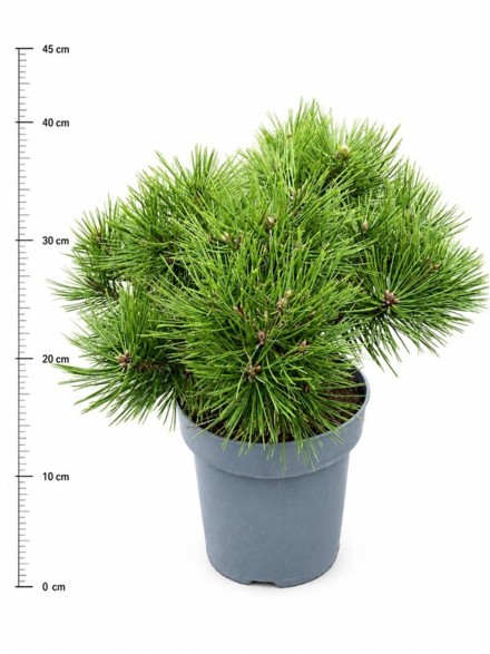 Pinus d. 'Jane Kluis'
