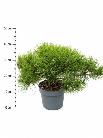 Pinus d. 'Low Glow'