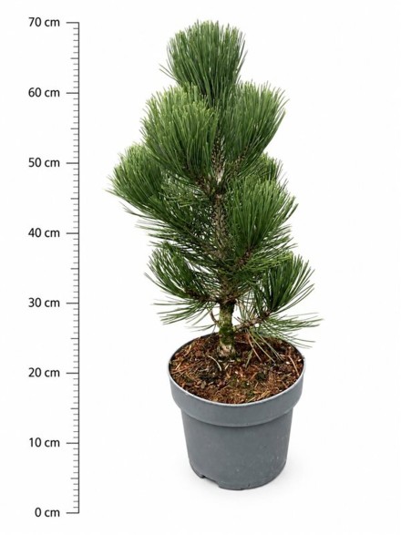 Pinus heldreichii 'Malinki'