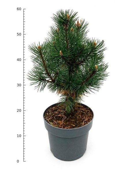 Pinus mugo 'Columbo'