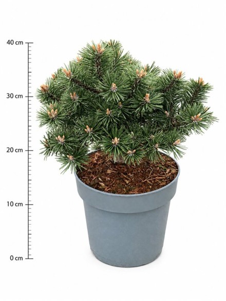 Pinus mugo 'Humpy'