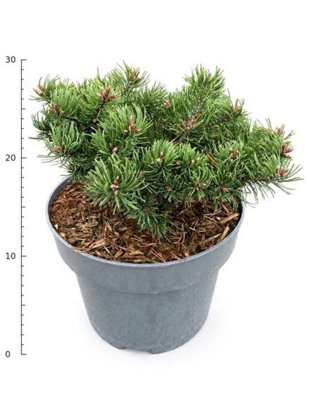 Pinus mugo 'Klosters Grun'