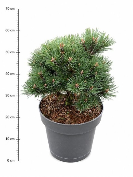 Pinus mugo 'Mops'