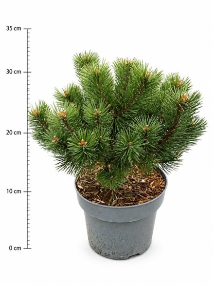 Pinus mugo 'Mumpitz'