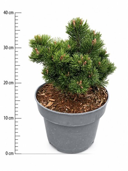 Pinus mugo 'Picobello'