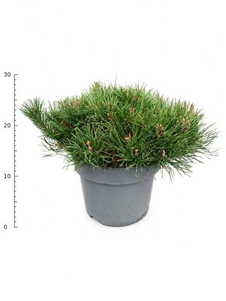 Pinus mugo pumilio
