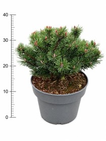 Pinus mugo 'Pumuckel'