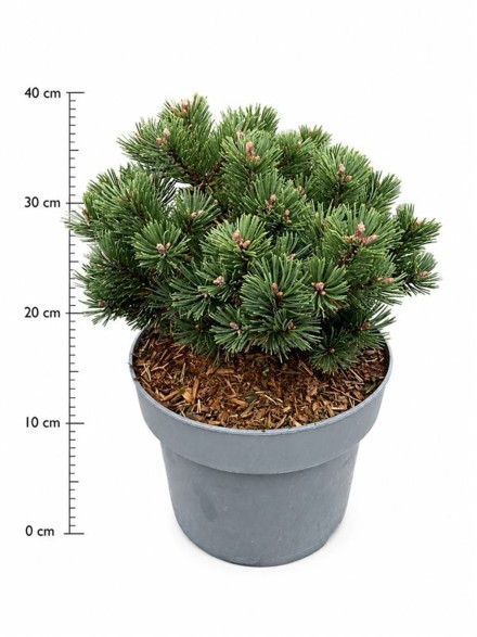 Pinus mugo 'Sherwood Compact'