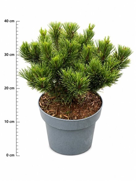 Pinus mugo 'Carsten's Wintergold'
