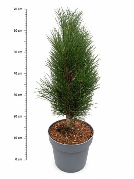 Pinus nigra 'Green Tower'