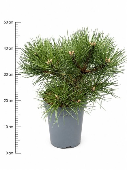 Pinus nigra 'Nana'