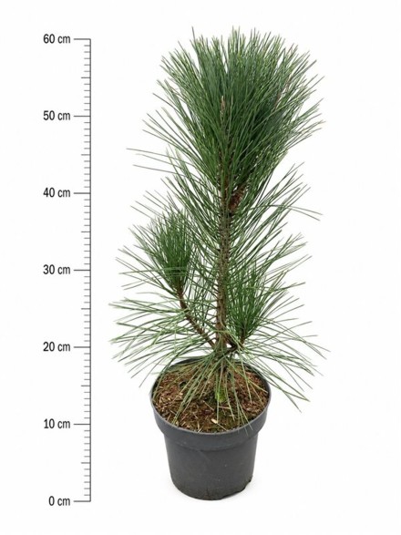 Pinus nigra 'Pyramidalis'