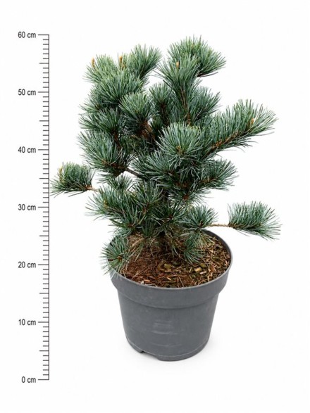 Pinus parv. 'Negishi'