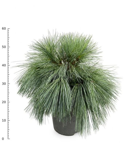 Pinus schwerinii 'Wiethorst'