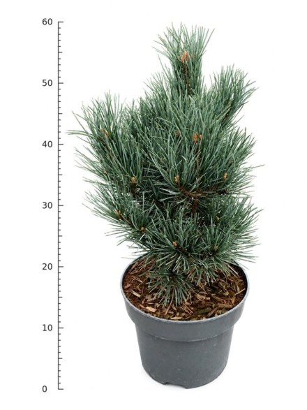 Pinus sylvestris 'Watereri'