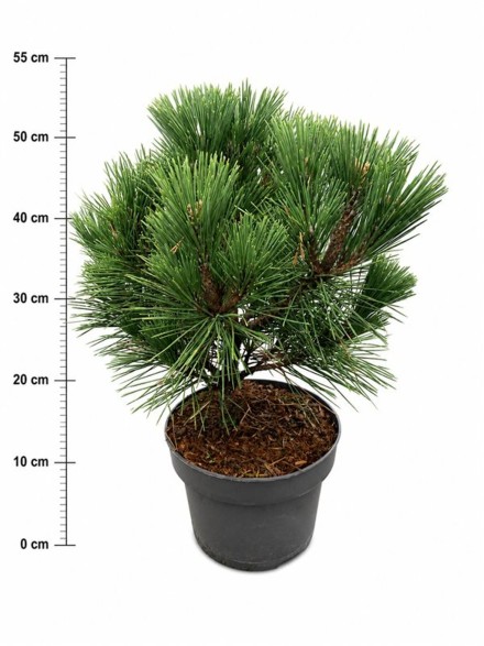 Pinus thunbergii 'Sayonara'