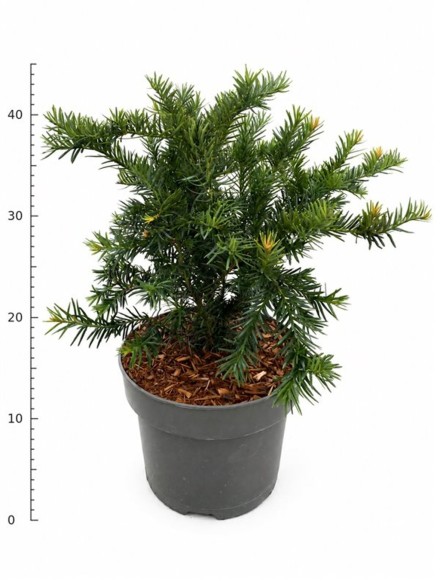 Taxus b. 'Repandens'