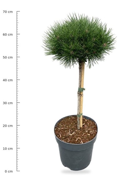 Pinus nigra 'Bambino'