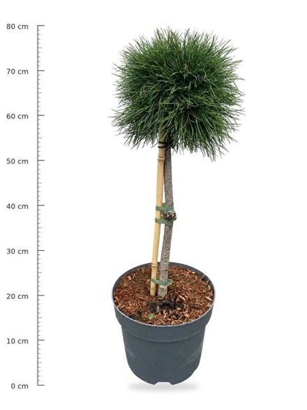 Pinus mugo 'Varella'