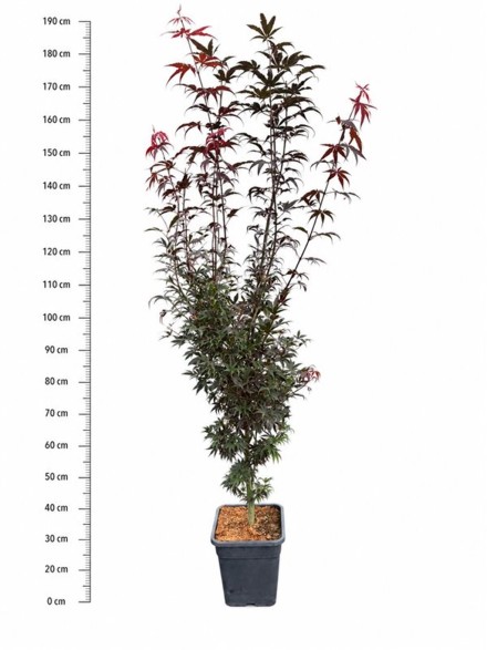 Acer pal. 'Skeeter's Broom'