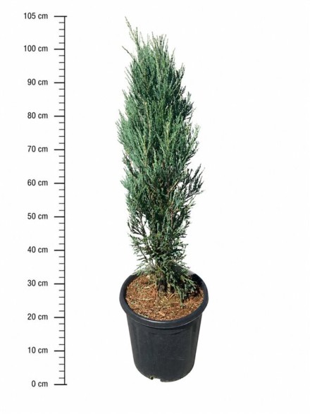 Juniperus s. 'Blue Arrow'