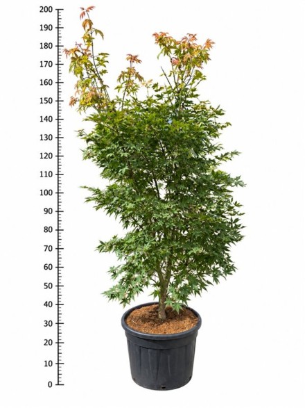 Acer pal. 'Osakazuki'