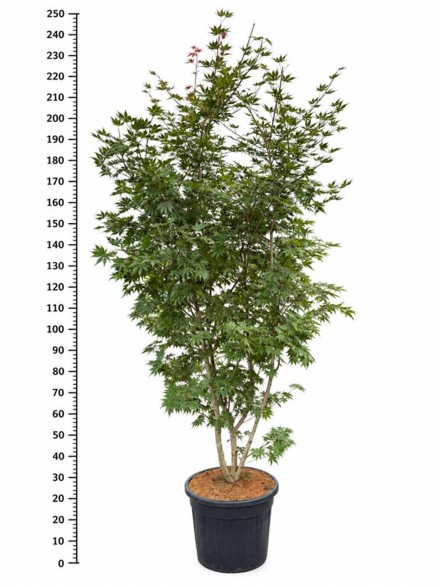 Acer pal. 'Trompenburg'