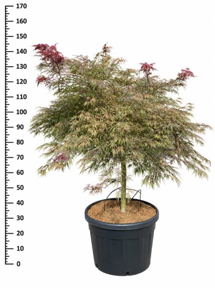 Acer pal. 'Inaba-shidare'