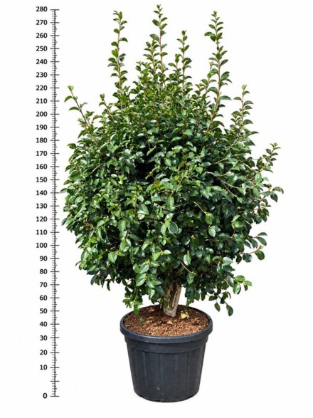 Camellia sas. 'Plantation Pink'
