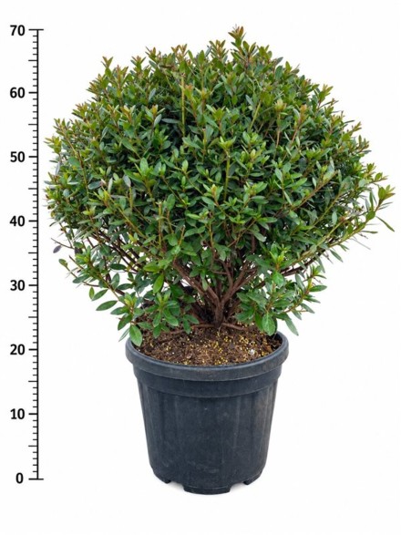 Rhododendron (AJ) 'Aladdin Scout'