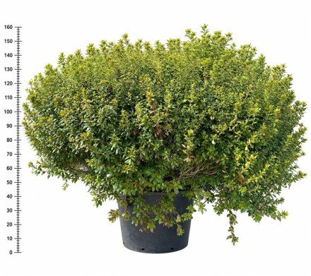 Rhododendron (AJ) 'Aladdin Scout'