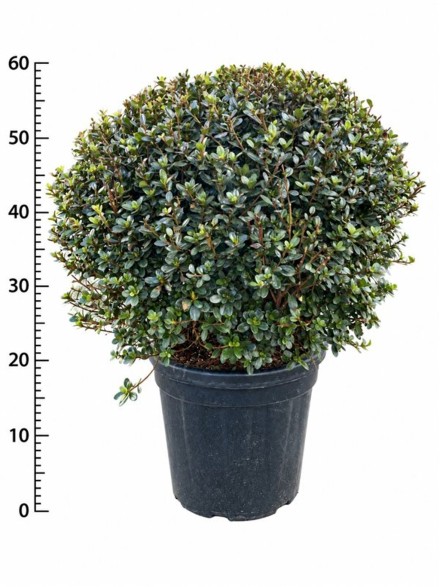 Rhododendron (AJ) 'Amoenum'